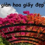 Hướng dẫn cách trồng giàn hoa giấy đẹp