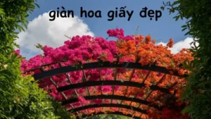 Hướng dẫn cách trồng giàn hoa giấy đẹp