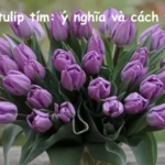 Hoa tulip tím: ý nghĩa và cách trồng