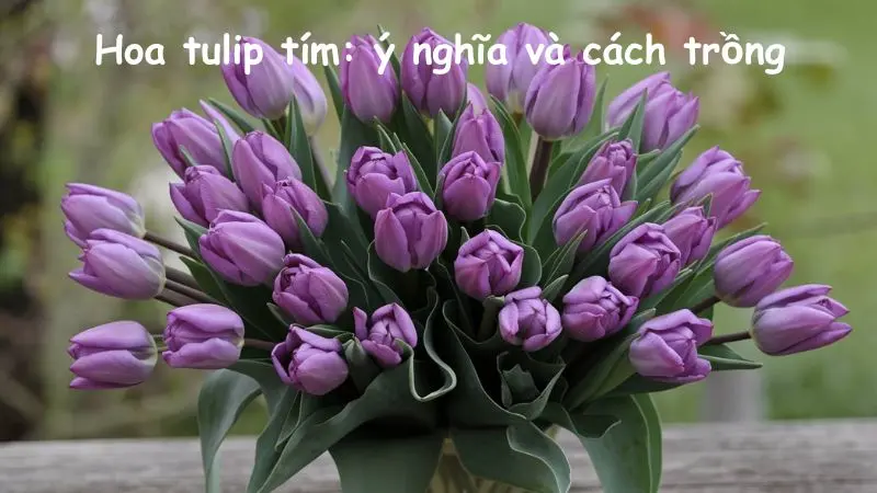 Hoa tulip tím: ý nghĩa và cách trồng