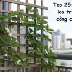 Top 25+ cây dây leo trồng ban công chung cư