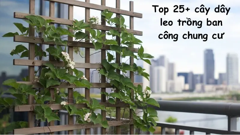 Top 25+ cây dây leo trồng ban công chung cư