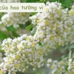 Giải thích ý nghĩa của hoa Tường Vi