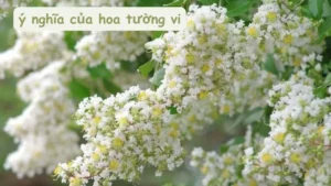 Giải thích ý nghĩa của hoa Tường Vi