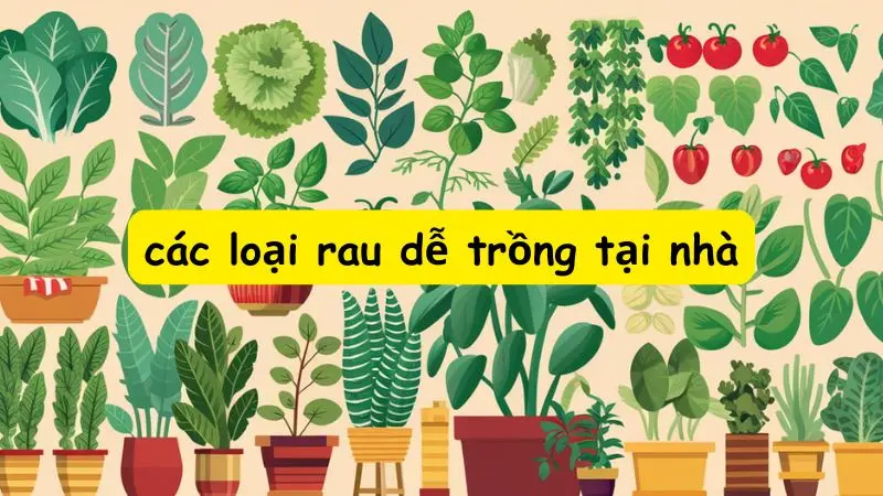 Top 13 các loại rau dễ trồng tại nhà