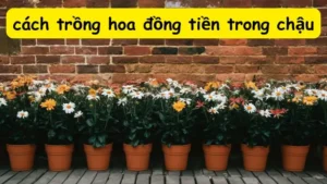 Chia sẻ cách trồng hoa đồng tiền trong chậu