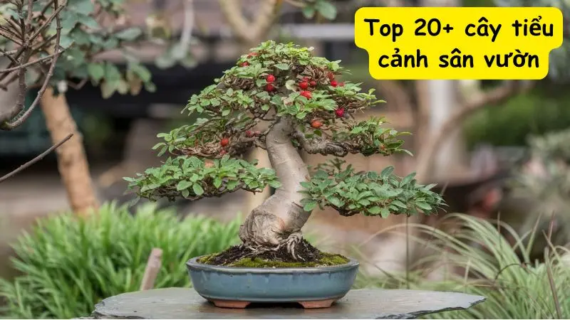 Top 20+ cây tiểu cảnh sân vườn