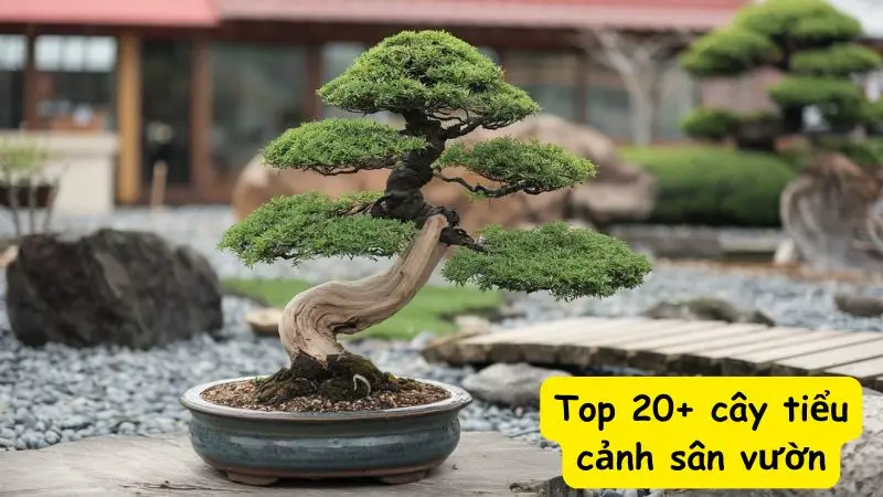 Top 20+ cây tiểu cảnh sân vườn