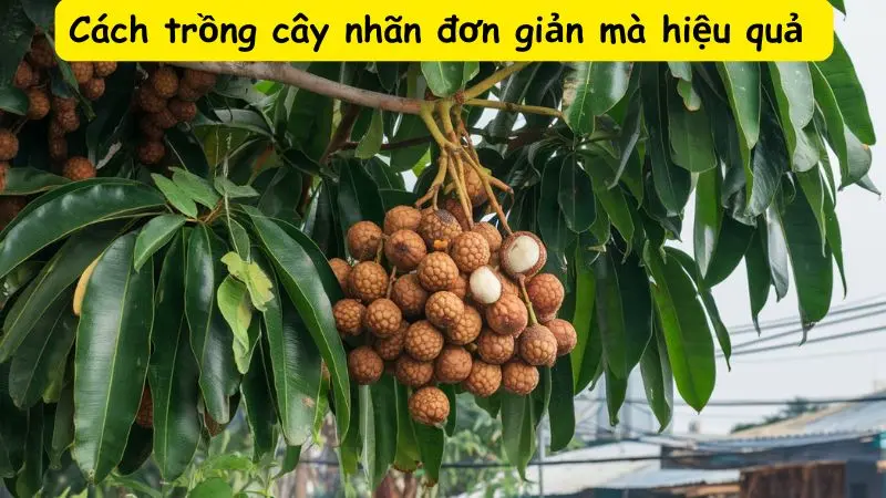 Cách trồng cây nhãn đơn giản mà hiệu quả