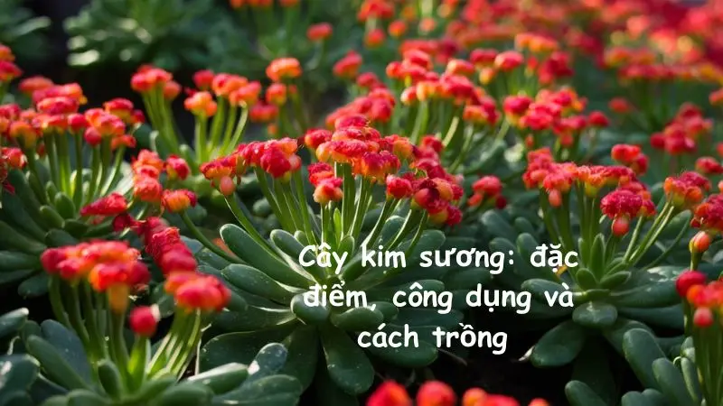 Cây Kim Sương: đặc điểm, công dụng và cách trồng