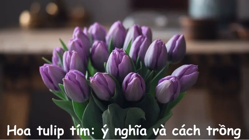 Hoa tulip tím: ý nghĩa và cách trồng