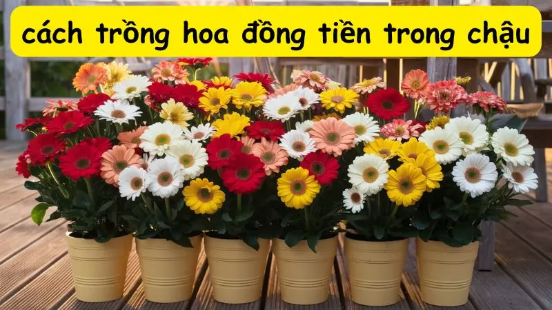 Chia sẻ cách trồng hoa đồng tiền trong chậu