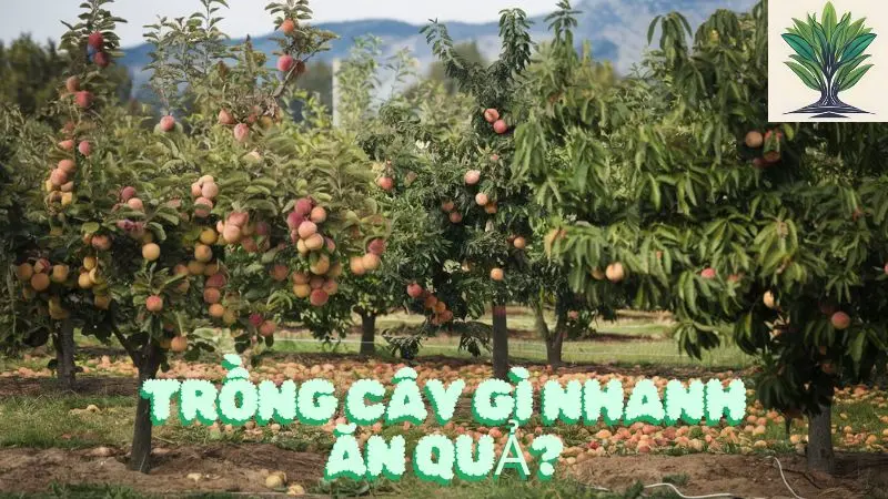 Trồng cây gì nhanh ăn quả? Top 10 gợi ý tốt nhất