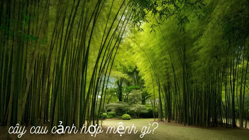 Cây cau cảnh hợp mệnh gì?