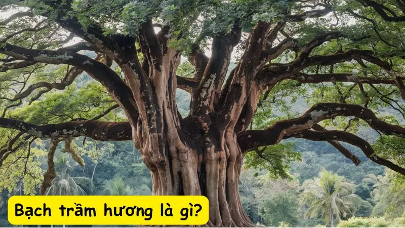 Bạch trầm hương là gì?