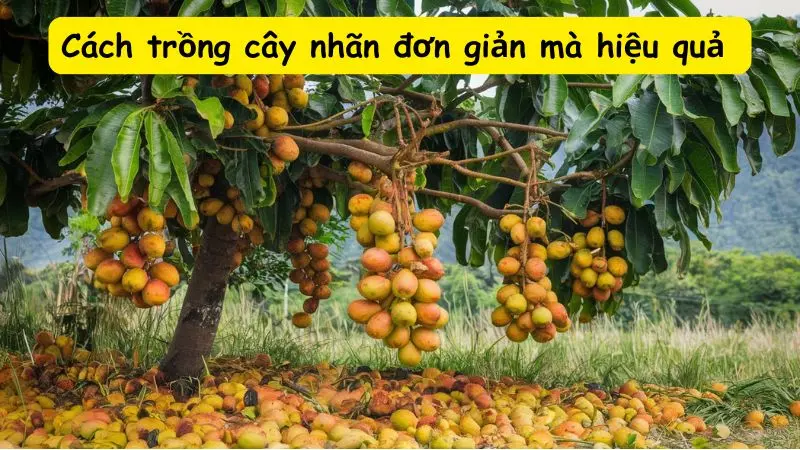 Cách trồng cây nhãn đơn giản mà hiệu quả