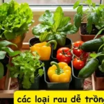 Top 13 các loại rau dễ trồng tại nhà