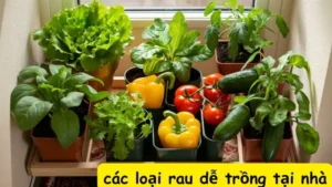 Top 13 các loại rau dễ trồng tại nhà