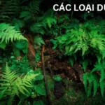 Các Loại Dương Xỉ: Đặc Điểm, Phân Loại và Ứng Dụng