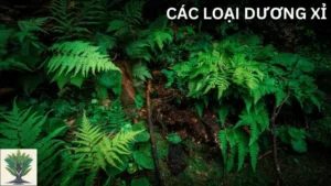 Các Loại Dương Xỉ: Đặc Điểm, Phân Loại và Ứng Dụng