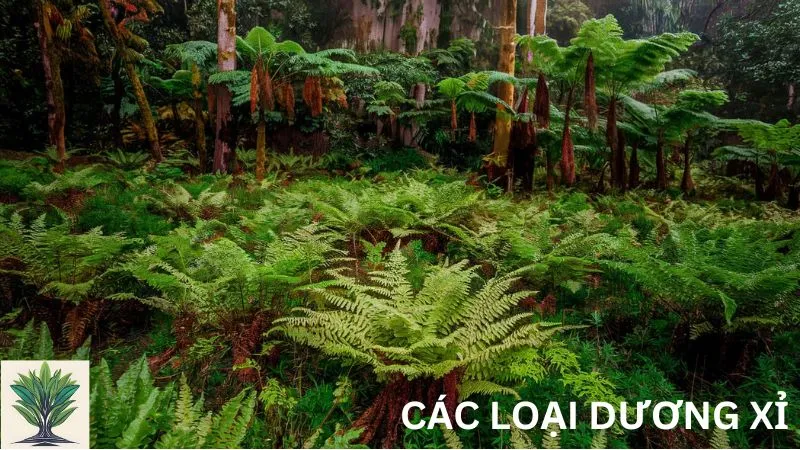 Các Loại Dương Xỉ: Đặc Điểm, Phân Loại và Ứng Dụng